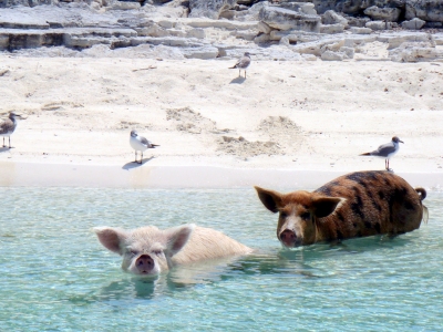 08.2012 Vorobek Bahamas - swimming pigs (cdorobek)  [flickr.com]  CC BY 
Informations sur les licences disponibles sous 'Preuve des sources d'images'