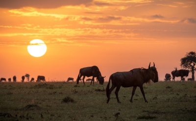 Meilleur moment pour voyager Masai Mara