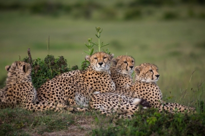 2015_06_Bill_Rautsaw_Maasai_Mara_Package_EDITED_RESIZED_SELECTION_0024 (Make it Kenya)  [flickr.com] 