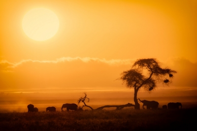 African Sunrise, Amboseli National Park (Ray in Manila)  [flickr.com]  CC BY 
Informations sur les licences disponibles sous 'Preuve des sources d'images'