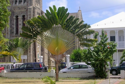 Basseterre - Tropical Tree near Cathedral (Roger W)  [flickr.com]  CC BY-SA 
Informations sur les licences disponibles sous 'Preuve des sources d'images'