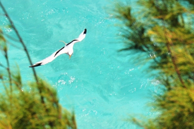 Bermuda Longtail (kansasphoto)  [flickr.com]  CC BY 
Informations sur les licences disponibles sous 'Preuve des sources d'images'