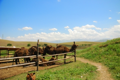 Information climatique Kazakhstan