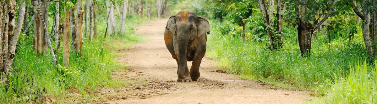 Elephant in Kui Buri national park (tontantravel)  [flickr.com]  CC BY-SA 
Informations sur les licences disponibles sous 'Preuve des sources d'images'