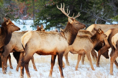 Meilleur moment pour voyager Alberta