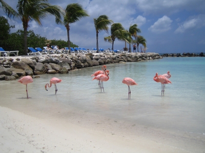 Flamingo Beach (Bevis Chin)  [flickr.com]  CC BY-ND 
Informations sur les licences disponibles sous 'Preuve des sources d'images'