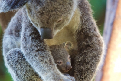 Koala en kind - Koala and her young, Whitsunday Islands (Jan Hazevoet)  [flickr.com]  CC BY 
Informations sur les licences disponibles sous 'Preuve des sources d'images'