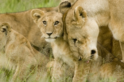 Lion Cub with Mother in the Serengeti (David Dennis)  [flickr.com]  CC BY-SA 
Informations sur les licences disponibles sous 'Preuve des sources d'images'
