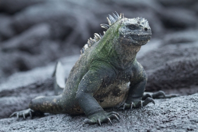 Meilleur moment pour voyager Îles Galapagos 