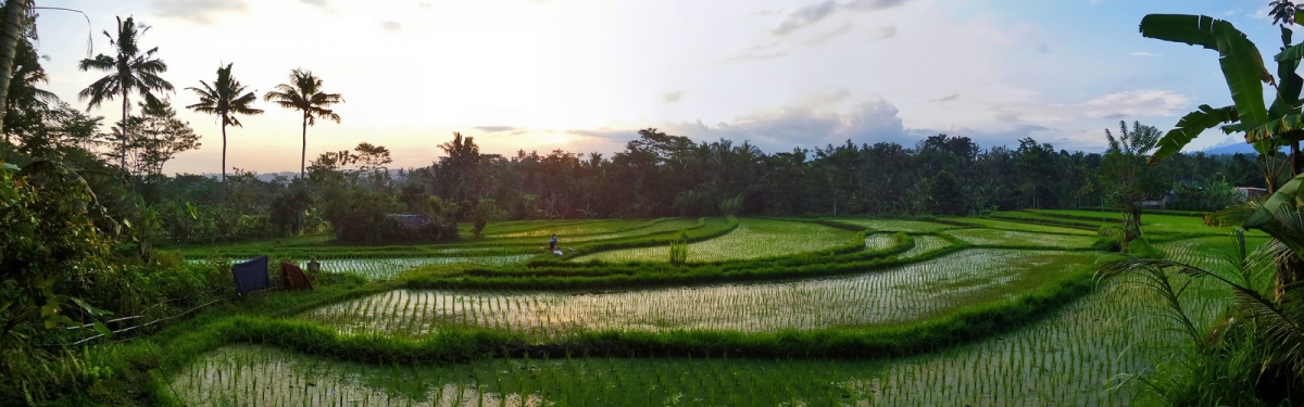 Menjelang Malam di Pematang Sawah (Ya, saya inBaliTimur)  [flickr.com]  CC BY-SA 
Informations sur les licences disponibles sous 'Preuve des sources d'images'