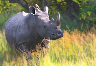 Meilleur moment pour voyager Parc national Kruger