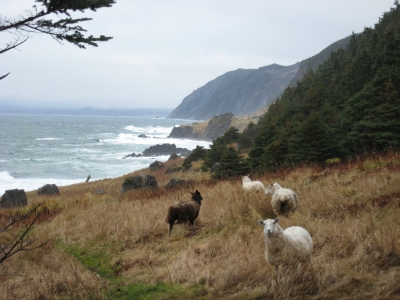 Sheep in Gros Morne National Park, Newfoundland, Canada (Natalie  Lucier)  [flickr.com]  CC BY 
Informations sur les licences disponibles sous 'Preuve des sources d'images'