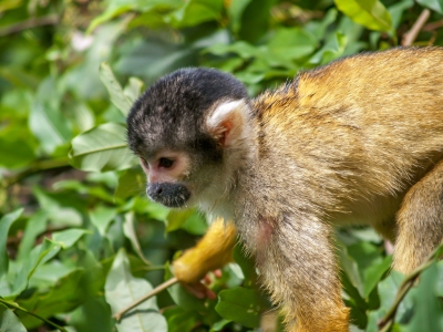 Spider_Monkeys_Santa_Rosa,_Bolivia_(6_of_8).jpg (Adrian O'Brien)  [flickr.com]  CC BY 
Informations sur les licences disponibles sous 'Preuve des sources d'images'