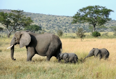 Tanzania (Serengeti National Park) Baby elaphants follow their mum (Güldem Üstün)  [flickr.com]  CC BY 
Informations sur les licences disponibles sous 'Preuve des sources d'images'