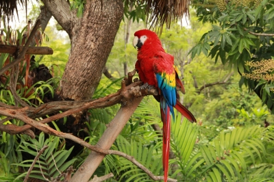 Tropical Rainforest Parrot (Jaime Olmo)  [flickr.com]  CC BY 
Informations sur les licences disponibles sous 'Preuve des sources d'images'