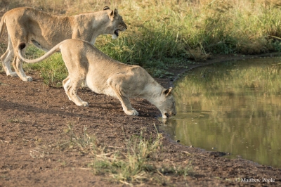 Two of the five lionesses destined for Akagera National Park. Credit: Matthew Poole (RDB Rwanda)  [flickr.com]  CC BY-ND 
Informations sur les licences disponibles sous 'Preuve des sources d'images'