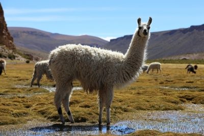 Meilleur moment pour voyager Bolivie