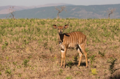 Meilleur moment pour voyager Swaziland